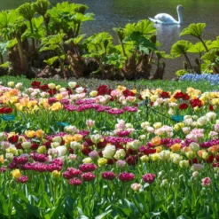 Tulip 'Double Mixed' -UK Garden Plants Shop tulip double late mixed colours 2