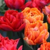 Tulip Collection 'Double Royale' -UK Garden Plants Shop tulip double royale 0