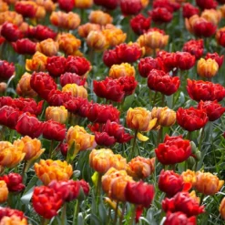 Tulip Collection 'Double Royale' -UK Garden Plants Shop tulip double royale 1