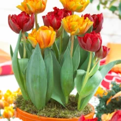 Tulip Collection 'Double Royale' -UK Garden Plants Shop tulip double royale 2