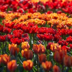 Tulip Collection 'Double Royale' -UK Garden Plants Shop tulip double royale 3