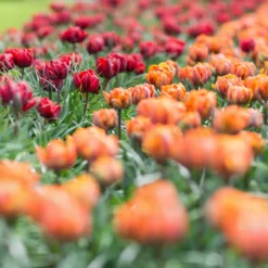 Tulip Collection 'Double Royale' -UK Garden Plants Shop tulip double royale 5 scaled