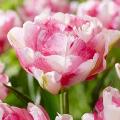 Tulip 'Double Shake' -UK Garden Plants Shop tulip double shake 1