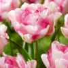 Tulip 'Double Shake' -UK Garden Plants Shop tulip double shake 2