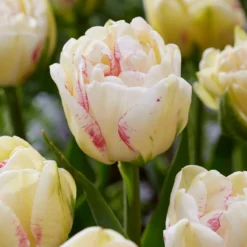 Tulip 'Double Shake' -UK Garden Plants Shop tulip double shake 3