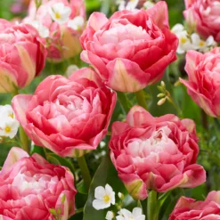 Tulip 'Double Sugar' -UK Garden Plants Shop tulip double sugar 1