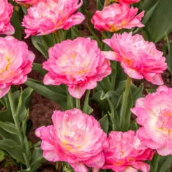 Tulip 'Double Sugar' -UK Garden Plants Shop tulip double sugar 10 scaled