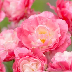 Tulip 'Double Sugar' -UK Garden Plants Shop tulip double sugar 11 scaled