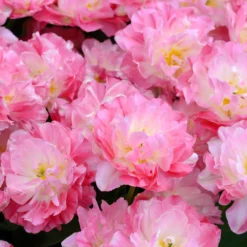 Tulip 'Double Sugar' -UK Garden Plants Shop tulip double sugar 12 scaled