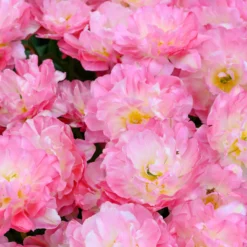 Tulip 'Double Sugar' -UK Garden Plants Shop tulip double sugar 13 scaled