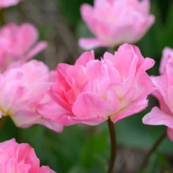 Tulip 'Double Sugar' -UK Garden Plants Shop tulip double sugar 15 scaled