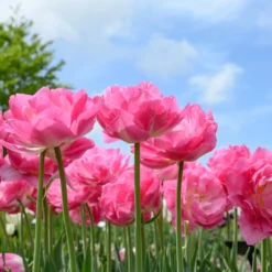 Tulip 'Double Sugar' -UK Garden Plants Shop tulip double sugar 16 scaled