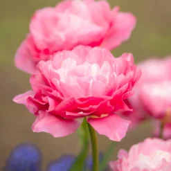 Tulip 'Double Sugar' -UK Garden Plants Shop tulip double sugar 17 scaled
