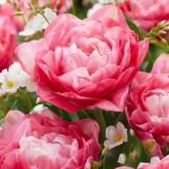 Tulip 'Double Sugar' -UK Garden Plants Shop tulip double sugar 2