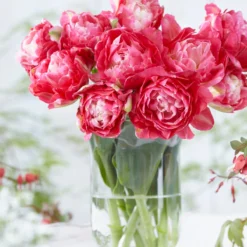 Tulip 'Double Sugar' -UK Garden Plants Shop tulip double sugar 3