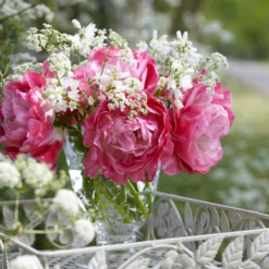 Tulip 'Double Sugar' -UK Garden Plants Shop tulip double sugar 5