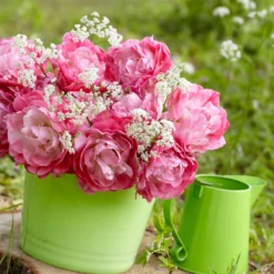 Tulip 'Double Sugar' -UK Garden Plants Shop tulip double sugar 6