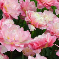 Tulip 'Double Sugar' -UK Garden Plants Shop tulip double sugar 8 scaled