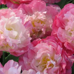 Tulip 'Double Sugar' -UK Garden Plants Shop tulip double sugar 9