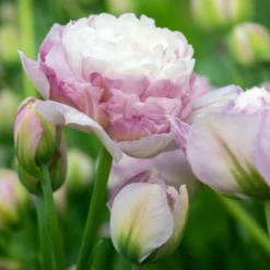 Tulip 'Double Surprise' -UK Garden Plants Shop tulip double surprise 1