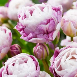 Tulip 'Double Surprise' -UK Garden Plants Shop tulip double surprise 2