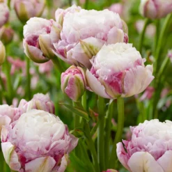 Tulip 'Double Surprise' -UK Garden Plants Shop tulip double surprise 4
