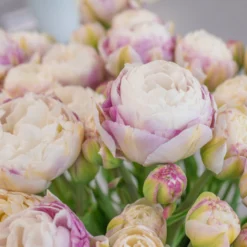 Tulip 'Double Surprise' -UK Garden Plants Shop tulip double surprise 9 scaled