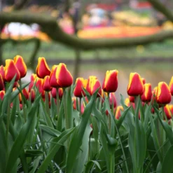 Tulip 'Dow Jones' -UK Garden Plants Shop tulip dow jones 11
