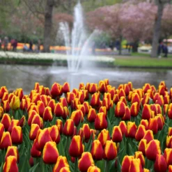 Tulip 'Dow Jones' -UK Garden Plants Shop tulip dow jones 8