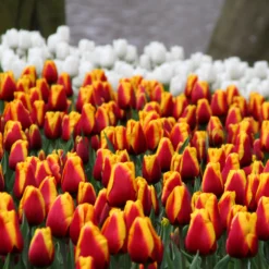 Tulip 'Dow Jones' -UK Garden Plants Shop tulip dow jones 9