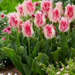 Tulip 'Drakensteyn' -UK Garden Plants Shop tulip drakensteyn 3