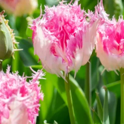 Tulip 'Drakensteyn' -UK Garden Plants Shop tulip drakensteyn 4