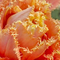 Tulip 'Sensual Touch' -UK Garden Plants Shop tulip esprit 9