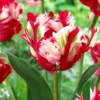 Tulip 'Estella Rijnveld' -UK Garden Plants Shop tulip estella rijnveld 0