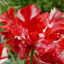 Tulip 'Estella Rijnveld' -UK Garden Plants Shop tulip estella rijnveld 1