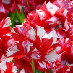 Tulip 'Estella Rijnveld' -UK Garden Plants Shop tulip estella rijnveld 2