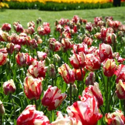 Tulip 'Estella Rijnveld' -UK Garden Plants Shop tulip estella rijnveld 2 1e07b7d1 aff2 4cc0 a6c5 78563b63a3e9