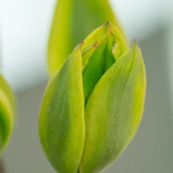 Tulip 'Evergreen' -UK Garden Plants Shop tulip evergreen 2