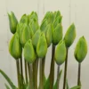 Tulip 'Evergreen' -UK Garden Plants Shop tulip evergreen 7 d0c0c458 b988 4077 986f 906504815907