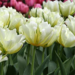 Tulip 'Exotic Emperor' -UK Garden Plants Shop tulip exotic emperor 1 1a4b2c5a bc8c 4ed2 a91f fead9cc57ef5