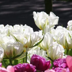 Tulip 'Exotic Emperor' -UK Garden Plants Shop tulip exotic emperor 1 a9848910 d306 4e7e 9025 fb2565a1d59f scaled