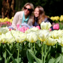 Tulip 'Exotic Emperor' -UK Garden Plants Shop tulip exotic emperor 2 c82c95af 220d 479f 8376 4f4b98b5769c