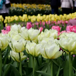 Tulip 'Exotic Emperor' -UK Garden Plants Shop tulip exotic emperor 3 90a3b33d 6a0e 488e 9101 7ca0f3e858f6