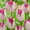 Tulip 'Eyelash' -UK Garden Plants Shop tulip eye lash 1