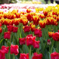 Tulip 'Fabio' -UK Garden Plants Shop tulip fabio 1