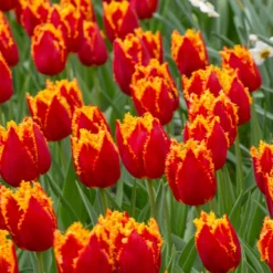 UK Garden Plants Shop -UK Garden Plants Shop tulip fabio 2 scaled