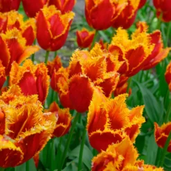 Tulip 'Fabio' -UK Garden Plants Shop tulip fabio 4 scaled