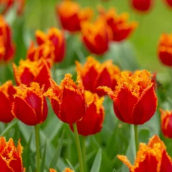 Tulip 'Fabio' -UK Garden Plants Shop tulip fabio 6 scaled