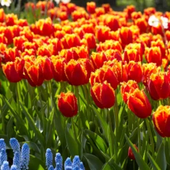 Tulip 'Fabio' -UK Garden Plants Shop tulip fabio 7