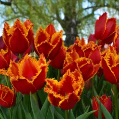 Tulip 'Fabio' -UK Garden Plants Shop tulip fabio 8 scaled